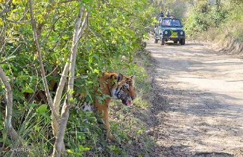 Gypsy Safari in Jim Corbett National Park & 

Corbett Online Gypsy Rental